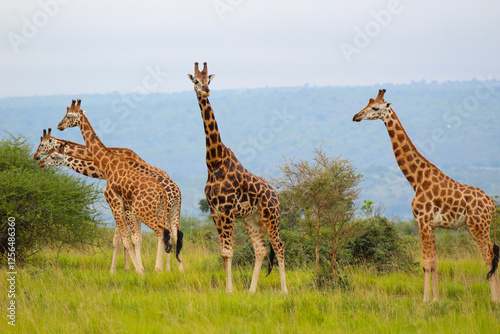 Photography giraffes in the wild