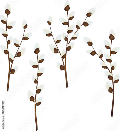 Pussy willow branches. Vector illustration.