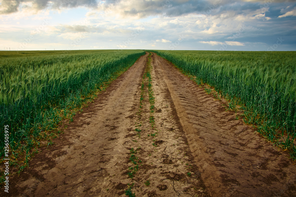 road in the field in the green wheat field