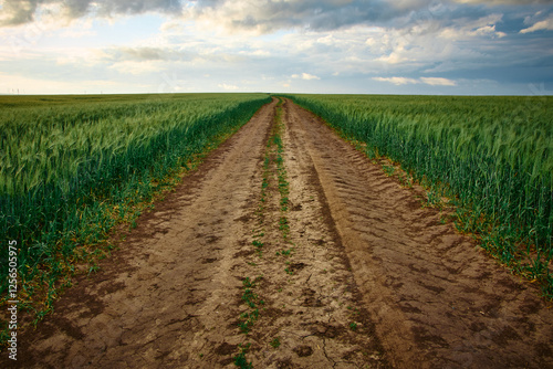 Obraz na płótnie road in the field in the green wheat field w salonie