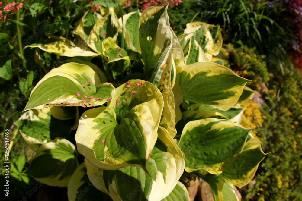 Vibrant and Colorful Hostas with Beautiful Variegated Leaves in Picturesque Garden Setting Vibrant and Colorful Hostas with Beautiful Variegated Leaves in Picturesque Garden Setting