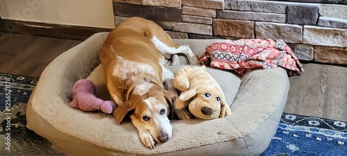 sweet dog lying in a bed with a stuffed toy