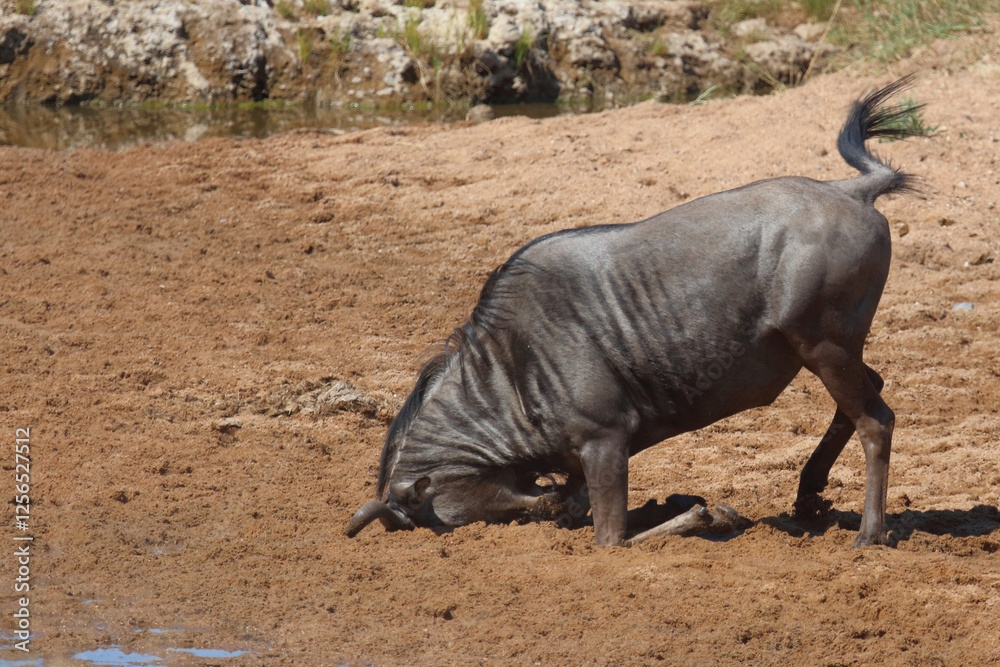 Streifengnu / Blue wildebeest / Connochaetes taurinus Streifengnu / Blue wildebeest / Connochaetes taurinus