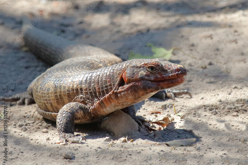 Felsen-Schildechse / Giant plated lizard / Matobosaurus validus Felsen-Schildechse / Giant plated lizard / Matobosaurus validus