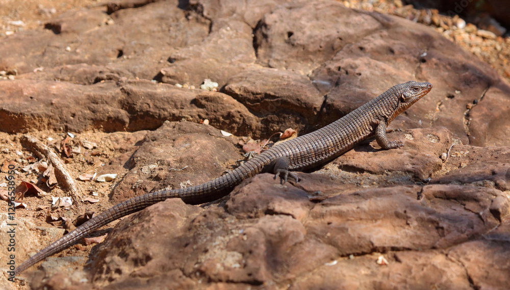 Felsen-Schildechse / Giant plated lizard / Matobosaurus validus Felsen-Schildechse / Giant plated lizard / Matobosaurus validus