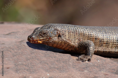 Felsen-Schildechse / Giant plated lizard / Matobosaurus validus photo