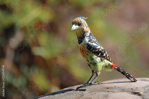 Haubenbartvogel oder Schwarzrücken-Bartvogel / Crested barbet / Trachyphonus vaillantii photo