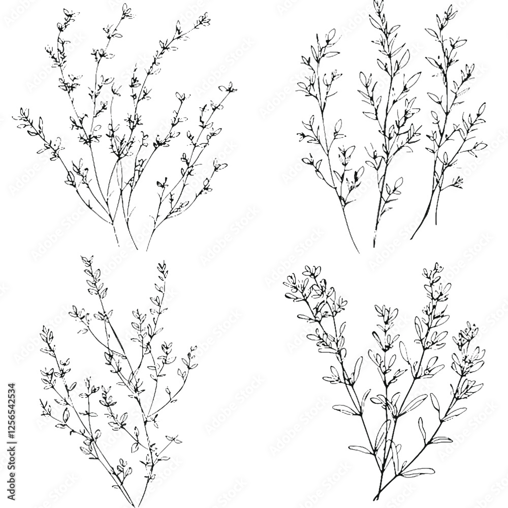 Fototapeta premium vector thyme herb for culinary watercolor hand drawn illustration concept
