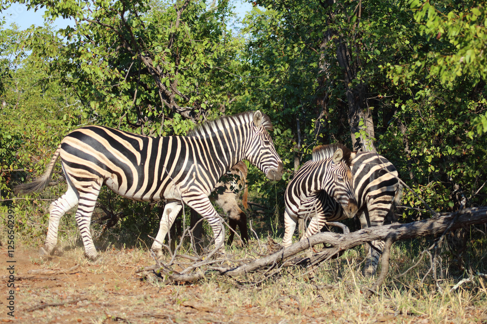 Obraz premium Steppenzebra / Burchell's zebra / Equus quagga burchellii.