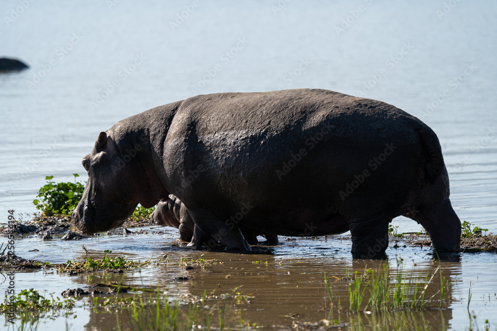 Mother Hippo and Calf Emerging from Water Mother Hippo and Calf Emerging from Water