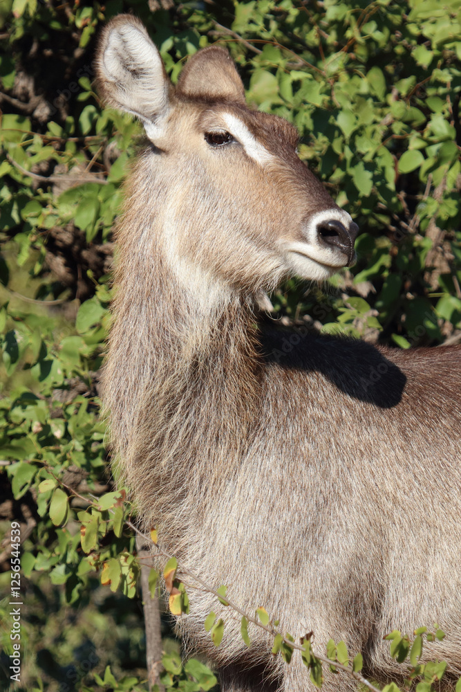 Fototapeta premium Wasserbock / Waterbuck / Kobus ellipsiprymnus