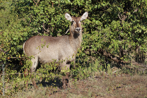 Wasserbock / Waterbuck / Kobus ellipsiprymnus photo