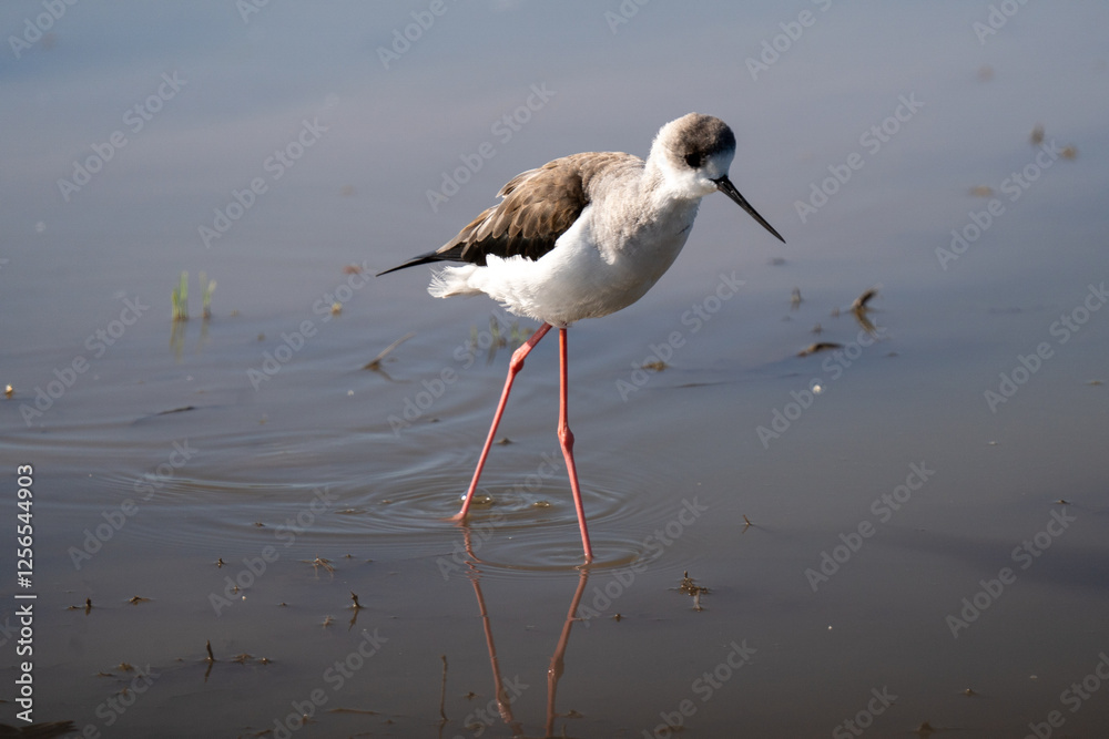Obraz premium Black-Winged Stilt Wading in Shallow Water