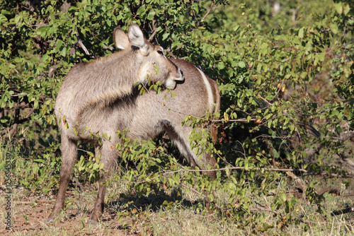 Wasserbock / Waterbuck / Kobus ellipsiprymnus photo