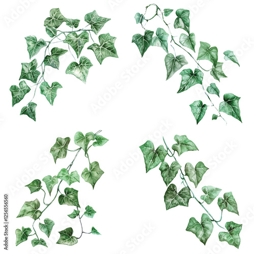 painting green leave ivy watercolor hand drawn illustration concept