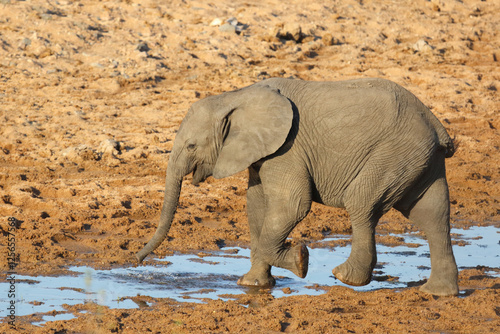 Afrikanischer Elefant / African elephant / Loxodonta africana