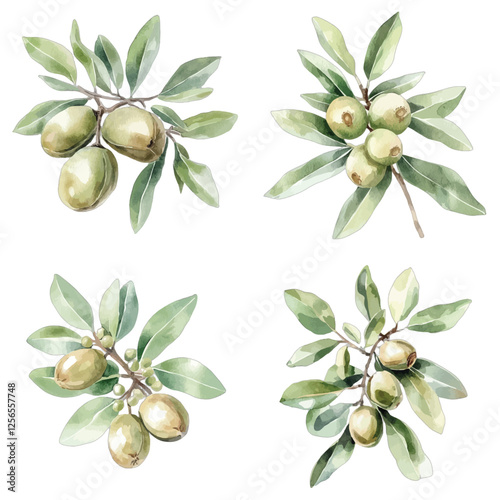 shea plant with nuts of plant ingredient for packaging design watercolor hand drawn illustration concept