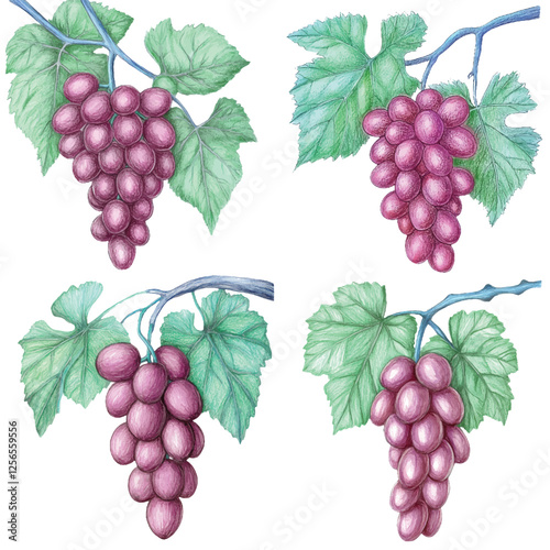 Purple grapes watercolor set hand drawn