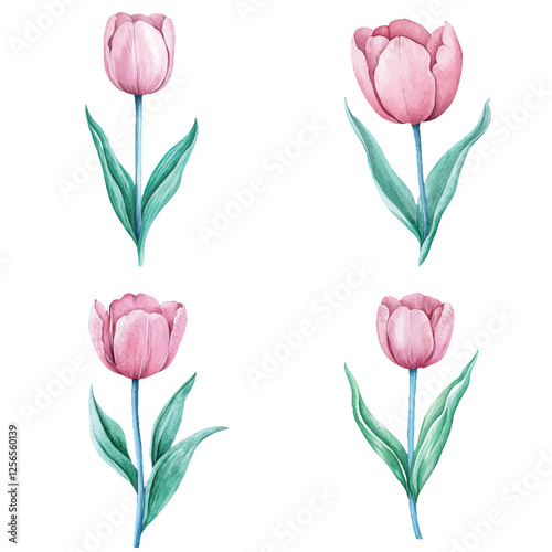 Purple tulip watercolor set hand drawn
