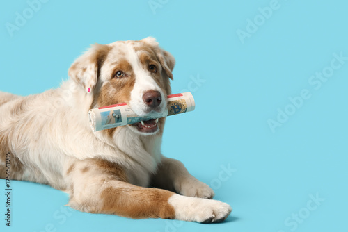 Cute Australian Shepherd do...