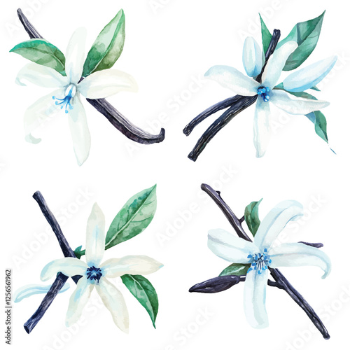 white vanilla flower watercolor hand drawn illustration concept