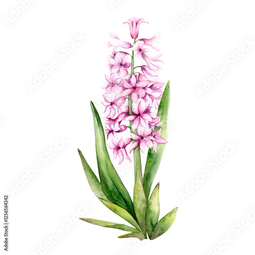 Botanical watercolor illustration of spring flower pink Hyacinth. Watercolor illustration on white background. Hand drawn Hyacinths are suitable for spring and Easter designs in delicate pastel colors