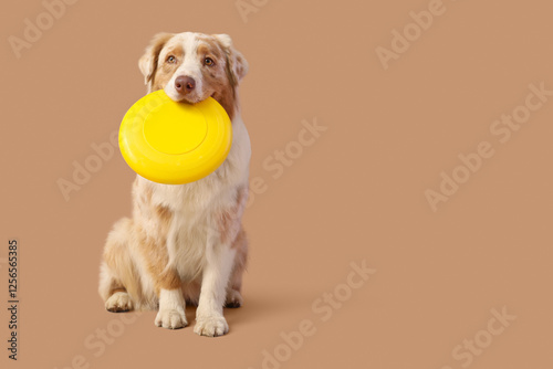 Cute Australian Shepherd do...