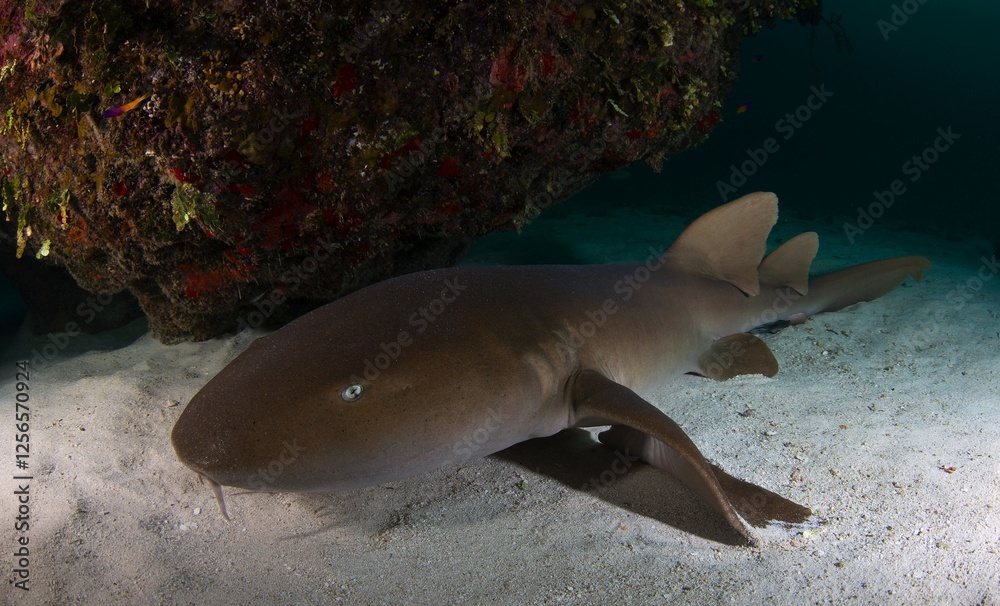 Fototapeta premium Nurse shark resting on the bottom