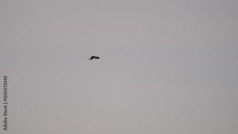 The white-tailed eagle hunts over a frozen lake at sunset, flying gracefully as other birds maintain distance. Slow-motion footage highlights its power. The white-tailed eagle hunts over a frozen lake at sunset, flying gracefully as other birds maintain distance. Slow-motion footage highlights its power.