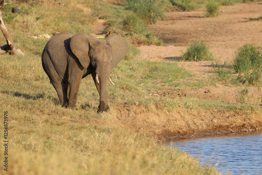 Fototapeta premium Afrikanischer Elefant / African elephant / Loxodonta africana