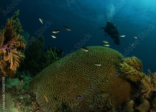 Fototapeta Naklejka Na Ścianę i Meble -  Massive coral and diver