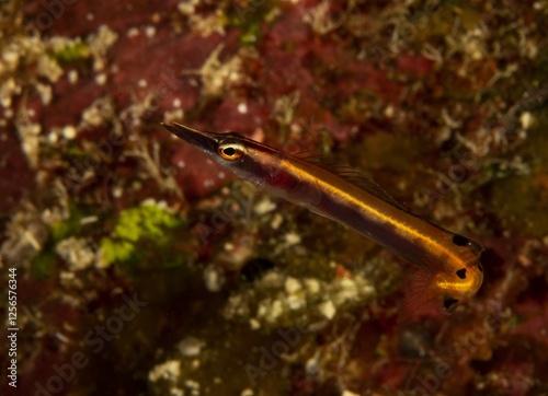 Arrow blenny photo