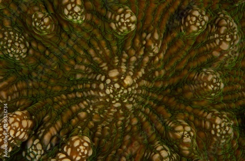 Close polyps photo