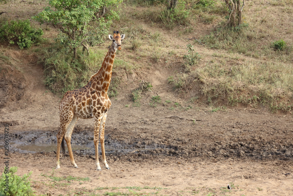 Obraz premium Giraffe / Giraffe / Giraffa camelopardalis