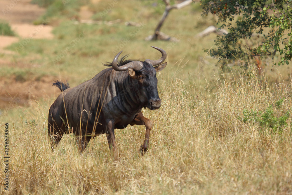 Streifengnu / Blue wildebeest / Connochaetes taurinus. Streifengnu / Blue wildebeest / Connochaetes taurinus.