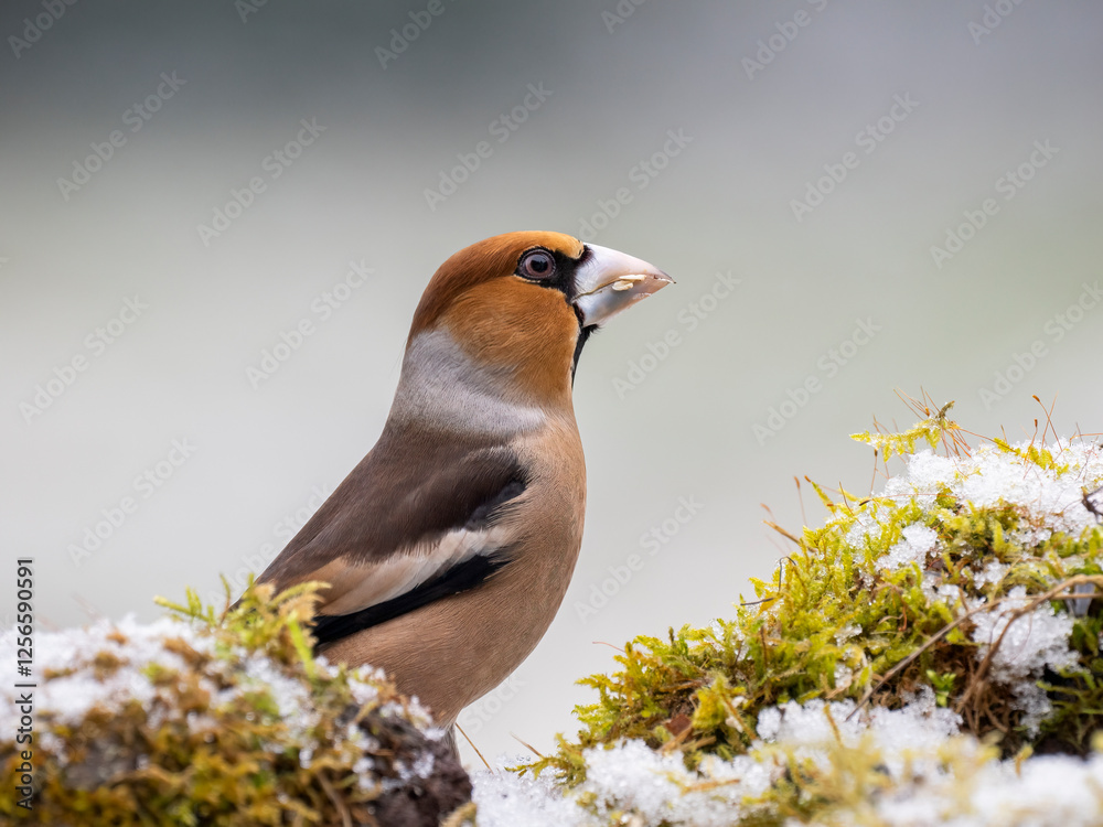 Kernbeißer (Coccothraustes coccothraustes) Kernbeißer (Coccothraustes coccothraustes) Kernbeißer (Coccothraustes coccothraustes) Kernbeißer (Coccothraustes coccothraustes)