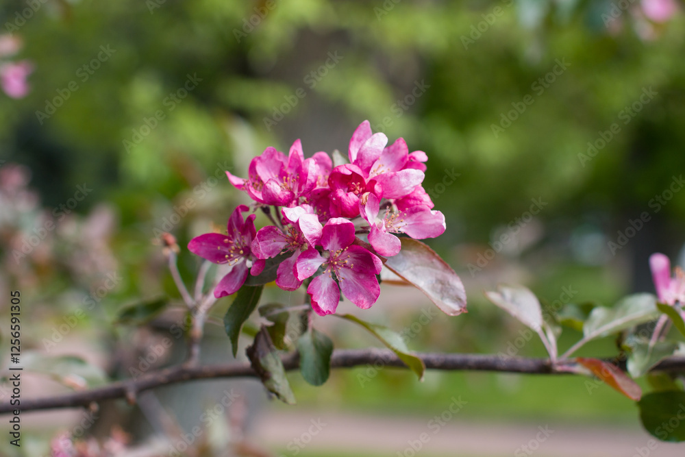 Blooming apple orchard in the park. Apple trees along the paths Blooming apple orchard in the park. Apple trees along the paths