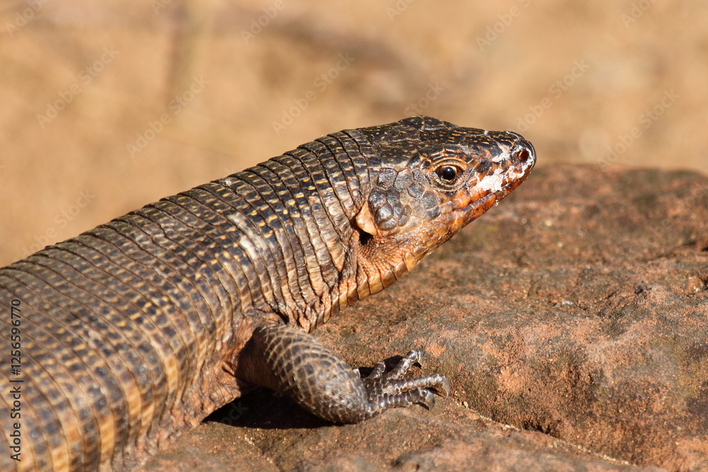 Felsen-Schildechse / Giant plated lizard / Matobosaurus validus Felsen-Schildechse / Giant plated lizard / Matobosaurus validus