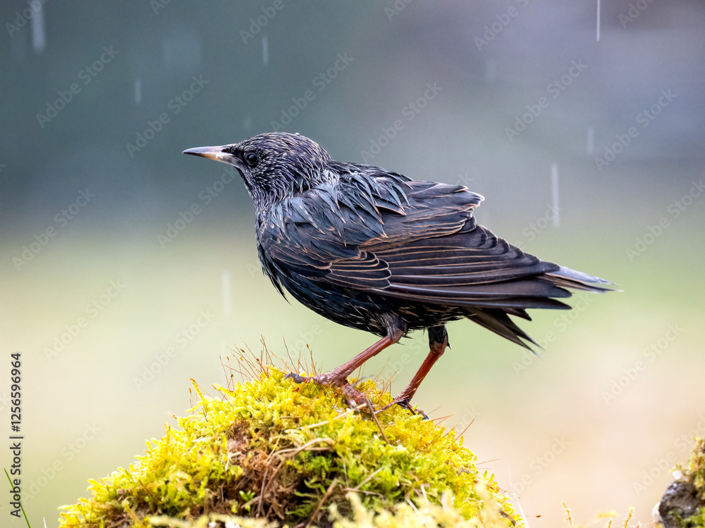 Naklejka premium Star (Sturnus vulgaris) 