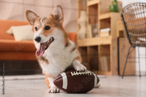 Cute Corgi dog with rugby b...