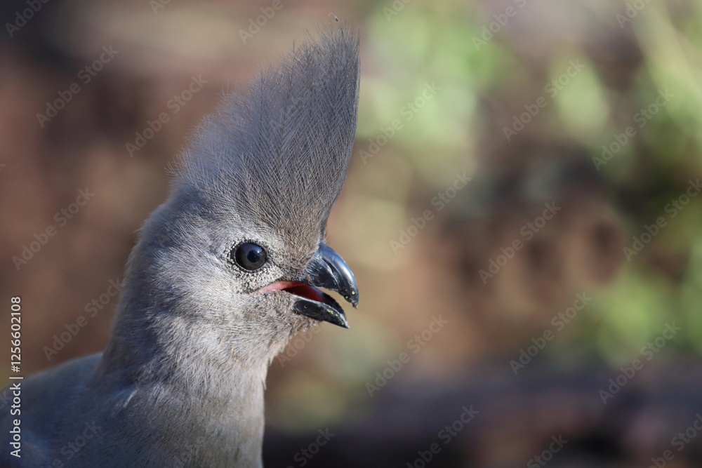 Obraz premium Graulärmvogel / Grey lourie or Grey go-away-bird / Corythaixoides concolor
