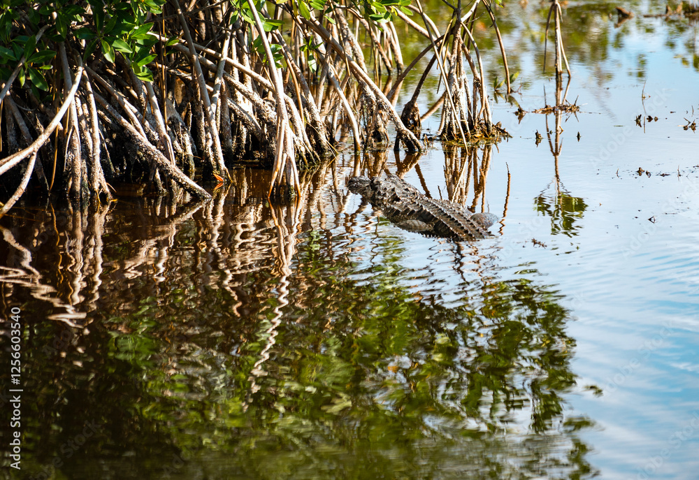 American Alligator resting in a swamp in the Florida Everglades during winter American Alligator resting in a swamp in the Florida Everglades during winter