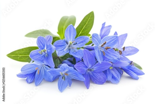 isolated bluebell scilla flower photo