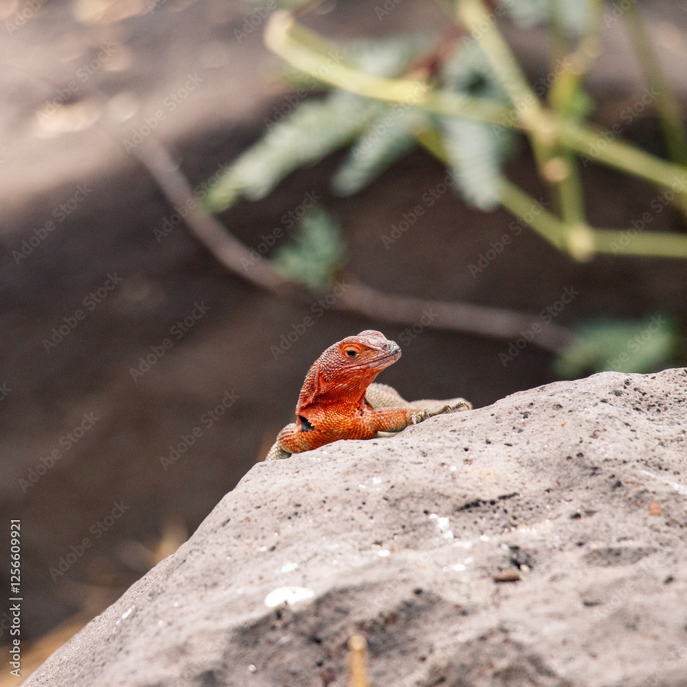 Lizard in Galápagos Islands, Ecuador
