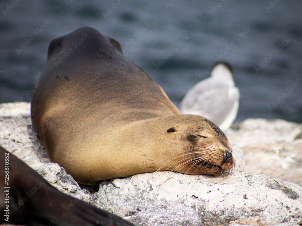 Obraz premium sea lion galapagos islands