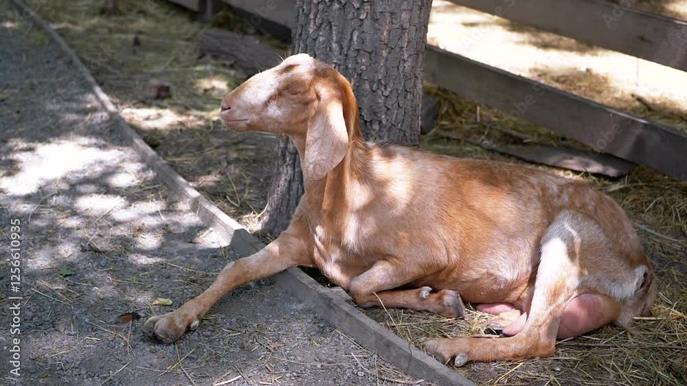 A brown goat lies peacefully in the shade of a tree near a wooden fence, exemplifying the quiet charm of farm life. The goat slightly adjusts its head, enjoying the serene environment. A brown goat lies peacefully in the shade of a tree near a wooden fence, exemplifying the quiet charm of farm life. The goat slightly adjusts its head, enjoying the serene environment.