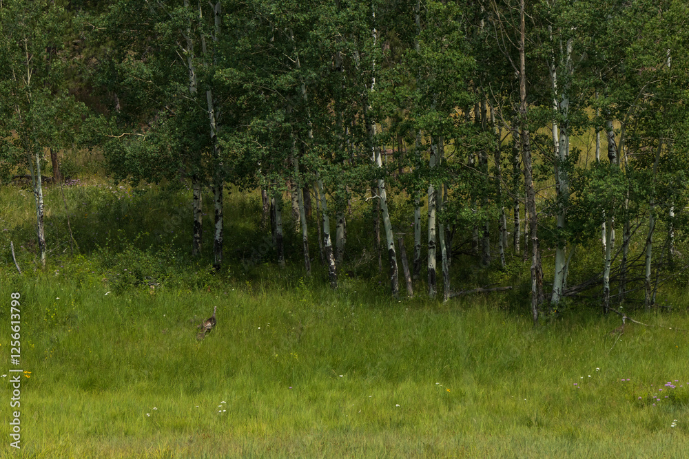 Obraz premium Turkey with chicks in tall grass