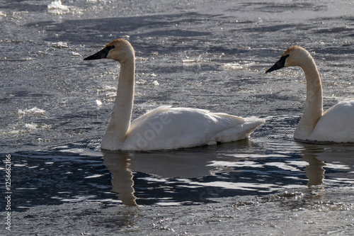 Trumpeter swans (Cygnus buccinator); Nat Elk Refuge; Jackson, Wyoming
