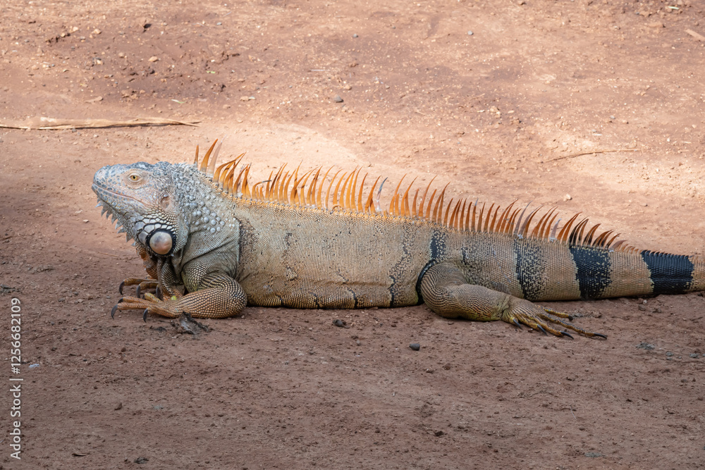 Large green iguana crawling on the ground Large green iguana crawling on the ground