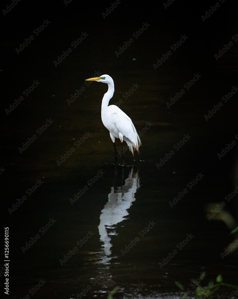Fototapeta premium garça-branca - white heron reflecting in the water